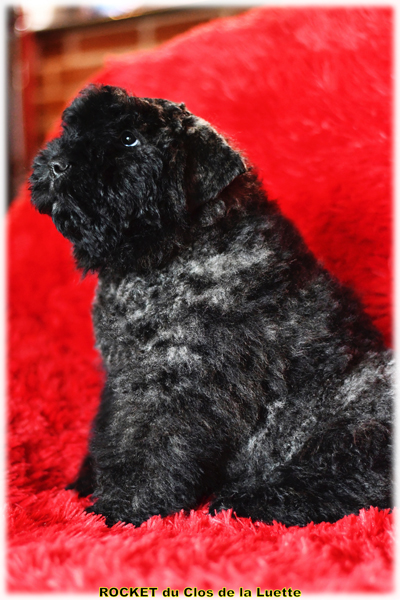 CHIOT Bouvier des Flandres du Clos de la Luette COPYRIGHT CLOSLUETTE 2020